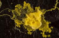Physarum polycephalum, c’est ce que l’on appelle communément un blob. Des chercheurs l’ont placé au cœur d’une montre. Pour encourager ceux qui la portent à lui accorder de l’attention. Et ça a fonctionné. © Africa Studio, Adobe Stock