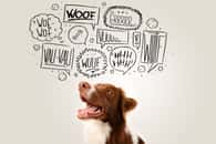 Aucune étude ne prouve que nos chiens peuvent exprimer des envies à l’aide de boutons parlants. En revanche, des chercheurs de l’université Eötvös Loránd (Hongrie) montrent qu’ils sont capables d’imiter ce que nous faisons, mais en vidéo. © ra2 studio, Adobe Stock