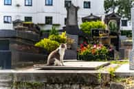 Un chat dans un cimetière parisien. © AlexMastro, Adobe Stock