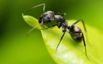 Des chercheurs de l’université de Copenhague (Danemark) avancent que la douve du foie peut ordonner à la fourmi qu’il a infectée de descendre d’un brin d’herbe pour se mettre à l’abri du soleil. Image d’illustration. © KingFisher, Adobe Stock