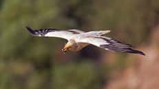 Vautour percnoptère en vol dans la réserve naturelle de Gamla (Israël), apportant de la nourriture à son nid. © Artemy Voikhansky, Wikimedia Commons, CC 4.0 