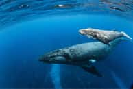 De l'ADN caché révèle que les baleines bleues se reproduisent avec d'autres espèces. © Philippe Thurston, iStock