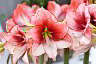 Fleurs d'amaryllis en pleine floraison. © Alexandr, Adobe Stock