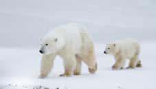 L’ours polaire est l’un des symboles de l’Arctique. Il est absent de&nbsp;l'Antarctique. © sbthegreenman, fotolia