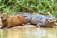 La surprenante relation entre les crocodiles et les capybaras expliquée. © Your Top 10s _ YouTube