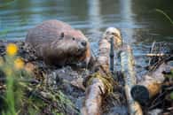 Le castor et le ragondin sont deux mammifères semi-aquatiques souvent confondus, mais leurs caractéristiques physiques et leur rôle dans l'écosystème les distinguent clairement. © Jillian, Adobe Stock