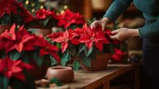 Entretenir un poinsettia, une étoile de Noël. ©Oleksandra, Adobe Stock