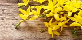 Le forsythia est un arbuste qui se bouture facilement. © agneskantaruk, Adobe Stock