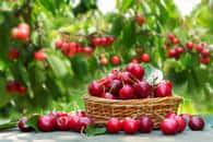 Quels fruits voient le jour en juin ? © Nitr, Adobe Stock