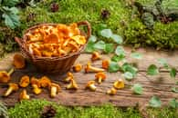 Quelle est la différence entre une girolle et une chanterelle ? © shaiith, Adobe Stock