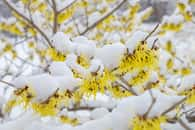 Branches fleuries d'un hamamélis en hiver. ©progarten, Adobe Stock