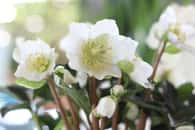 Magnifiques fleurs de roses de Noël ©Bydlinska, Adobe Stock