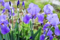 Floraison d'iris. © TTLmedia, Adobe Stock