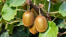 L'actinidia dans votre jardin va vous garantir quantité de kiwis en automne.