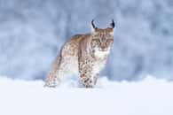 La croyance selon laquelle le lynx a une excellente vue repose sur le mythe de Lyncée, figure de la mythologie grecque. © janstria, Adobe Stock