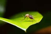 Le moustique reste l'espèce du règne animal la plus mortelle pour l'être humain à cause des nombreuses maladies dont elle est vecteur. © maewshooter, Adobe Stock