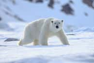 Les ours polaires souffrent de terribles blessures provoquées par la fonte des glaces. © vaclav, Adobe Stock