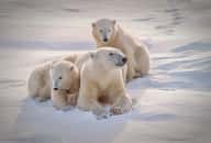 Implanter l’ours polaire en Antarctique ? Une fausse bonne idée qui pourrait ruiner la biodiversité locale. © Outdoorsman, Fotolia 