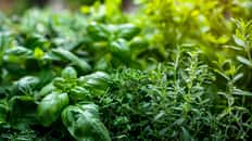 Quelles herbes aromatiques planter dans son jardin ? ©praewpailyn, Adobe Stock