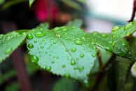 Ces plantes d'intérieur absorbent l'humidité pour un air plus sain. © Ucius, iStock