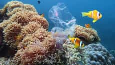 Récif corallien avec anémones de mer et poissons-clowns pollués par un sac plastique. © Tunatura, Adobe Stock
