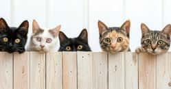 Certaines races de chats sont plus intelligentes que d’autres. © Olena, Adobe Stock