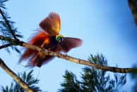 Les oiseaux de paradis ou Raggiana (Paradisaea raggiana), vivent dans l'est de l'Australie, en Indonésie et en Nouvelle-Guinée. Photo prise dans le Parc national de Varirata, province centrale de Sogeri, Papouasie-Nouvelle-Guinée. © J.J. Harrison, Wikimedia Commons, CC BY-SA 4.0