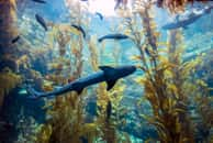 Des caméras nocturnes ont révélé des prédateurs insoupçonnés des oursins qui envahissent le littoral australien à mesure que l’eau se réchauffe. © PixilRay, Adobe Stock