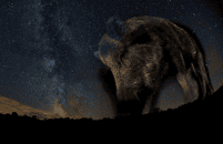 Le gagnant de la catégorie « Ciel de nuit ». © Bence Mate, Nature TTL