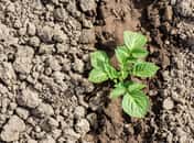 Transformez la terre argileuse en un jardin florissant grâce à nos conseils pratiques © makis7, Adobe Stock