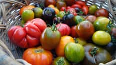 Il existe de nombreuses variétés de tomates. © Christian BERND, Adobe Stock
