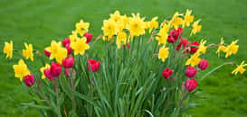 Massif de bubes de printemps : tulipes et narcisses. © Aradan, Adobe Stock