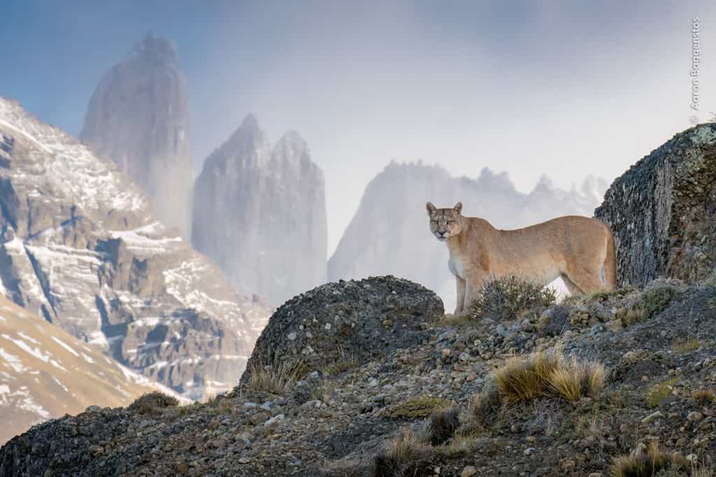 Cette photo saisissante sélectionnée dans la catégorie des « People’s Choice Award » met en avant un un magnifique puma, dans la non moins superbe réserve de Torres del Paine, au Chili. © Aaron Baggenstos, Muséum d’histoire naturelle de Londres 