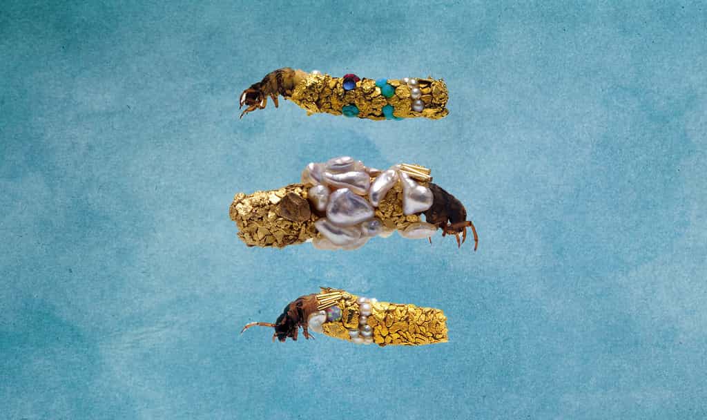 Des larves de phryganes habillées d'or. © Fabrice Gousset, Emma Hollen