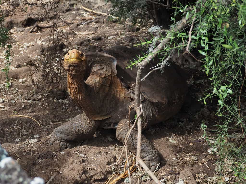 Diego, la tortue géante de l'île Española © Kaldari, Wikimedia Commons