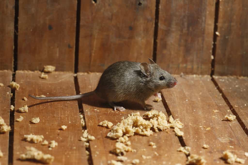 Après une thérapie génétique, des souris ont retrouvé l'usage de leurs pattes arrières. © Erni, Adobe Stock