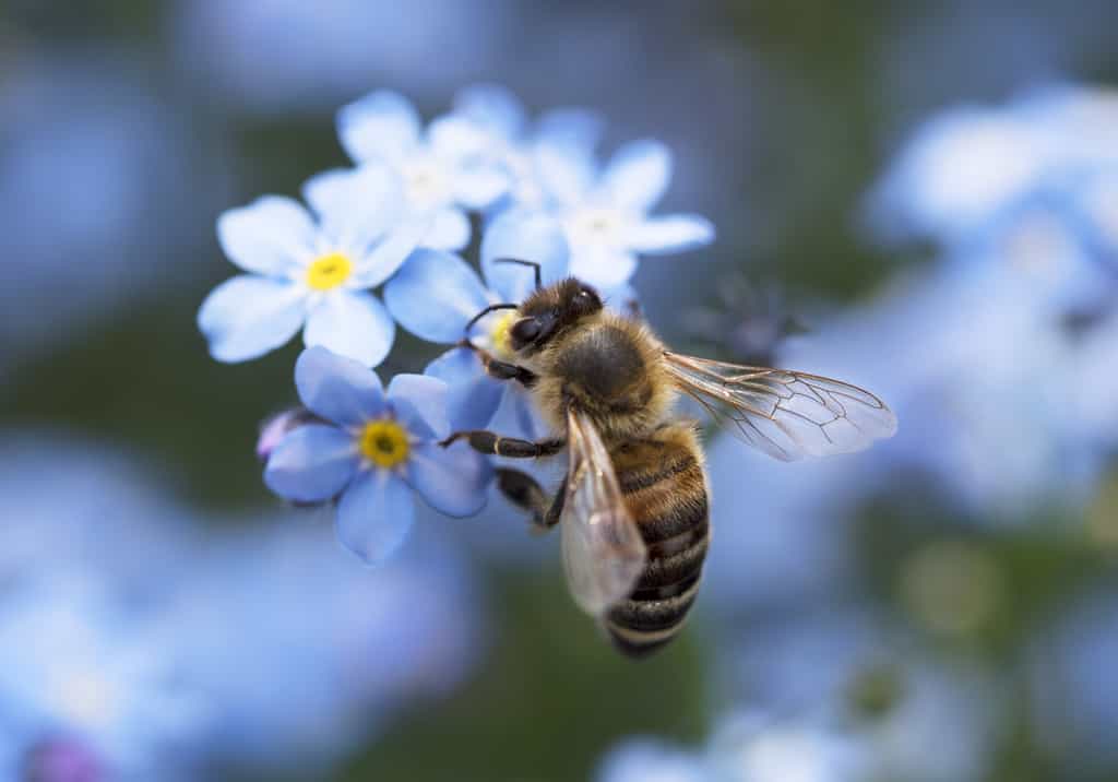 Il existe plus de plus 20.000 espèces d'abeilles. © Spatzenballet, Adobe Stock 