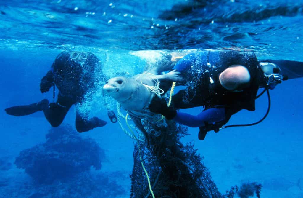 Des plongeurs tentent de libérer un phoque, pris dans des filets de pêche © NOAA / Flickr