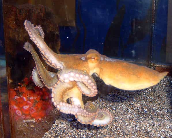 Comme son nom l'indique, la pieuvre à deux points de Californie vit en partie dans l'est du Pacifique, de la Californie aux côtes du Mexique. Elle tire aussi son nom des faux yeux situés sous chaque œil. © Jeremyse, Wikimedia Commons, DP
