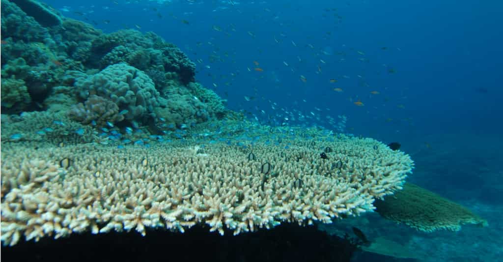 L'acropore, grand constructeur de récifs, est très sensible à la température de l'eau. Lorsqu'elle trop chaude, les polypes du corail (des animaux) expulsent les algues qu'ils abritent habituellement. C'est le blanchiment, qui se termine souvent par la mort du corail. © Albert Kok, domaine public