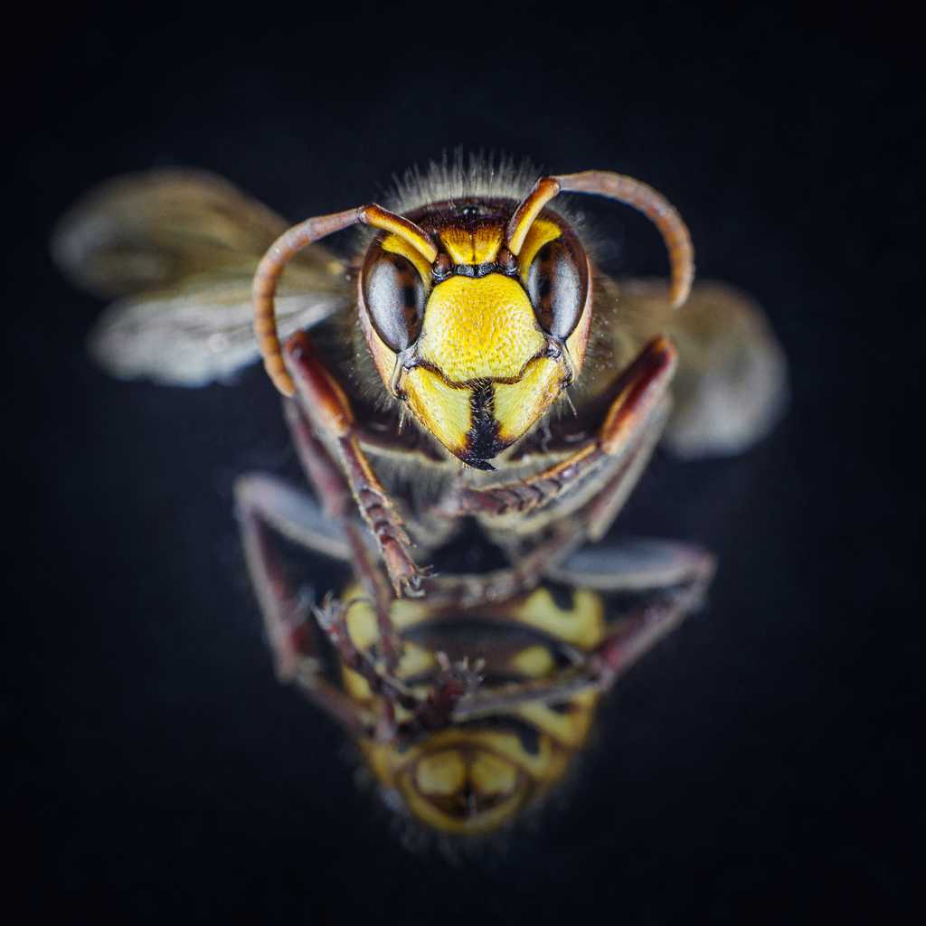 En 2019, on comptait plus de 20.000 espèces d'abeilles recensées, dont un millier en France. © Krisztin, Adobe Stock