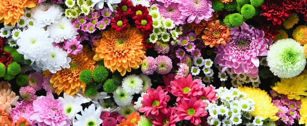 La floraison dépend de la température. Ce lien serait dû à la protéine ELF3. © Basicmoments, Adobe Stock