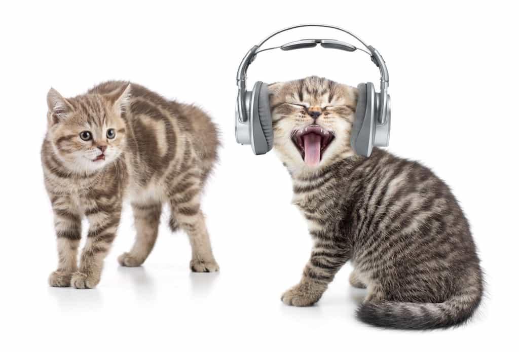 Le chat est moins sensible à la musique classique qu’à la musique pour chats. © Andrey Kuzmin, Fotolia
