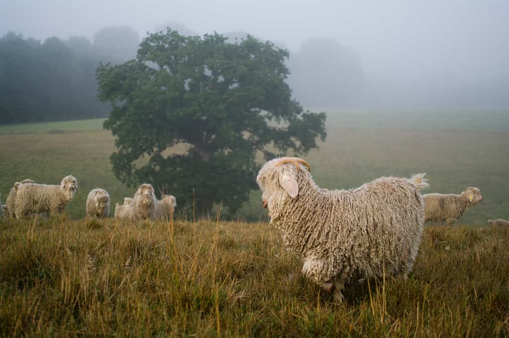 Les chèvres angora produisent la laine mohair. © Mohair du Pays de Corlay