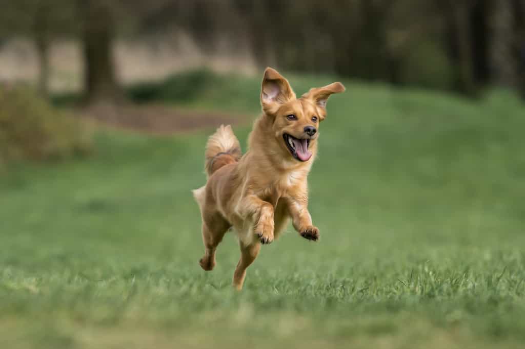 Pourquoi les chiens sautent sur leur maître. © Christian Papke, Fotolia
