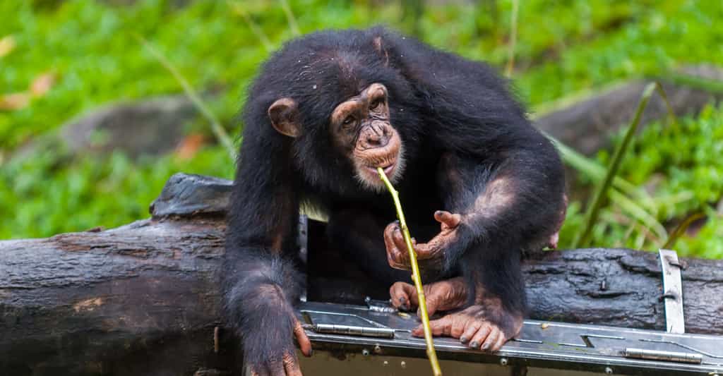 Les chimpanzés fabriquent toutes sortes d'outils et sont capables de transmettre ce genre de savoir-faire à leur descendance. Il y a là, donc, un début de ce que nous appelons la culture. © Vincent St. Thomas, Shutterstock