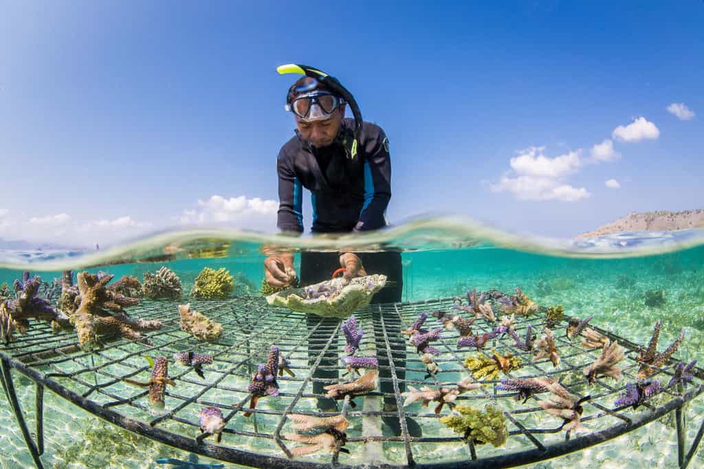 Les coraux forment des écosystèmes très riches, où cohabitent de très nombreuses espèces. Ils sont en régression à l'échelle de la planète depuis plusieurs années. © DR