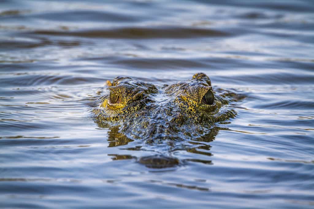 Un crocodile fossile géant a été baptisé Lemmy en hommage au leader de Motörhead. Ici, un crocodile du Nil d'aujourd'hui. Au Jurassique, ses lointains cousins peuplaient les terres émergées mais aussi les eaux côtières des continents. © Utopia, Fotolia