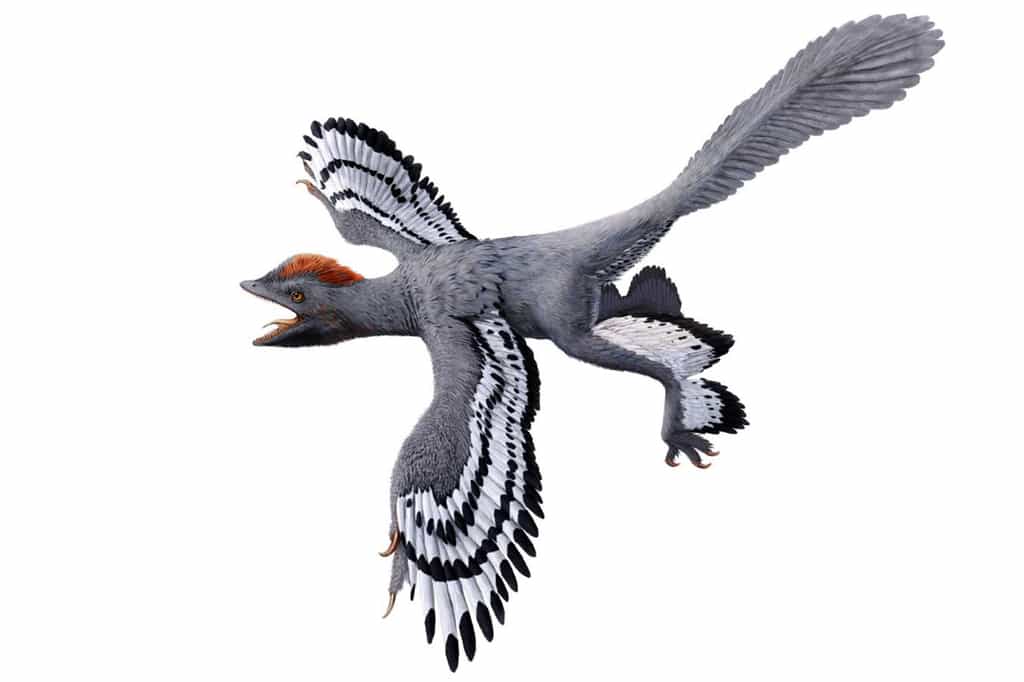 Une représentation probablement fidèle d'Anchiornis, un dinosaure à plume du Jurassique. © Julius T. Csotonyi