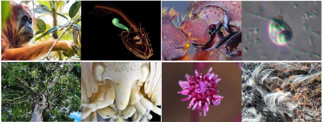 10 nouvelles espèces découvertes en 2018. © IISE, C.D, Futura-Sciences